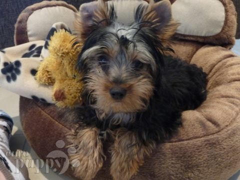 Hurley - Yorkshire Terrier, Euro Puppy Referenzen aus Malta