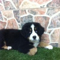 Cooper - Bernese Mountain Dog, Euro Puppy review from United States