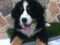 Cooper - Berner Sennenhund, Euro Puppy review from United States