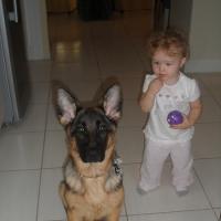 Roxy - German Shepherd Dog, Euro Puppy review from United Arab Emirates