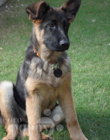 Roxy - Deutscher Schäferhund, Euro Puppy Referenzen aus United Arab Emirates