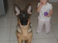 Roxy - German Shepherd Dog, Euro Puppy review from United Arab Emirates