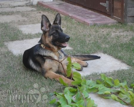 Roxy - Pastor Alemán, Euro Puppy review from United Arab Emirates