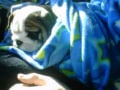 Mona - Mini Englishche Bulldog, Euro Puppy review from United States