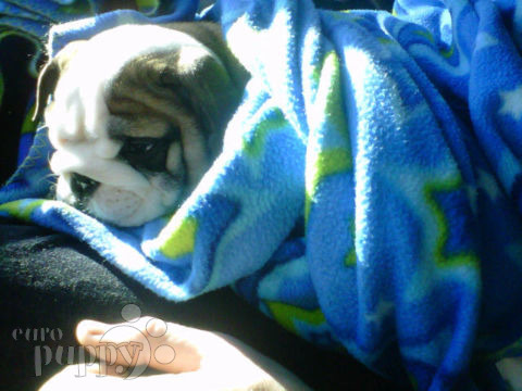 Mona - Miniature English Bulldog, Euro Puppy review from United States