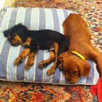 Maximus and Apollo - Cavalier King Charles Spaniel, Euro Puppy review from Italy