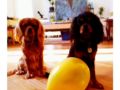 Maximus and Apollo - Cavalier King Charles, Euro Puppy review from Italy
