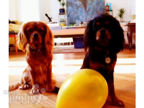 Maximus and Apollo - Cavalier King Charles, Euro Puppy review from Italy