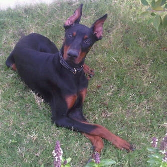 McCoy - Dobermann, Euro Puppy Referenzen aus Qatar