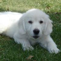 Hamlet - Golden Retriever, Euro Puppy Referenzen aus United States