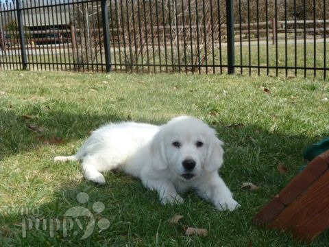 Hamlet - Golden Retriever, Euro Puppy review from United States