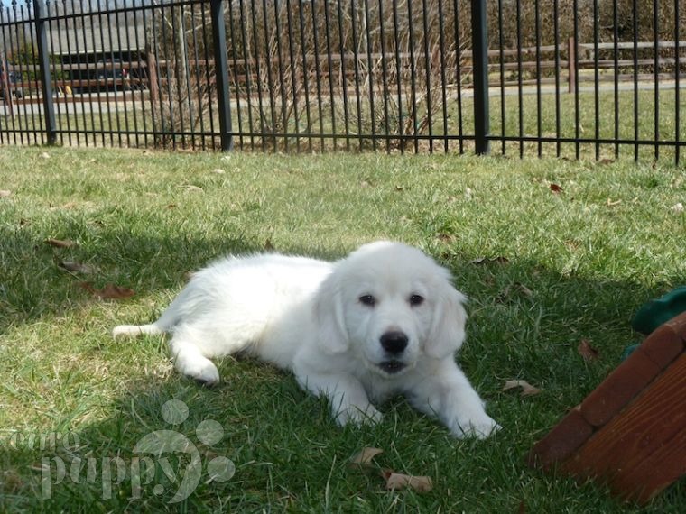 Hamlet - Golden Retriever, Euro Puppy review from United States