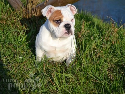 Edgar - Miniature English Bulldog, Euro Puppy review from Italy
