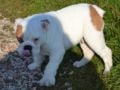 Edgar - Mini Englishche Bulldog, Euro Puppy review from Italy