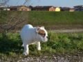 Edgar - Mini Englishche Bulldog, Euro Puppy review from Italy