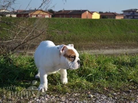 Edgar - Mini Englishche Bulldog, Euro Puppy Referenzen aus Italy