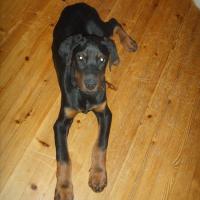 Audi - Dobermann, Euro Puppy review from Finland