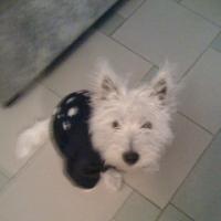 Jimmy - West Highland White Terrier, Referencias de Euro Puppy desde Qatar