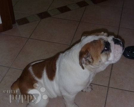 Brutus - Bulldogge, Euro Puppy review from Italy