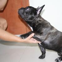 Jack - French Bulldog, Euro Puppy review from United Arab Emirates