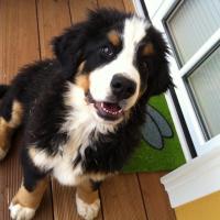 Guinness and Bently - Bernese Mountain Dog, Euro Puppy review from Austria