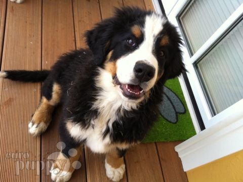 Guinness and Bently - Bernese Mountain Dog, Euro Puppy review from Austria