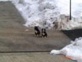 Guinness and Bently - Berner Sennenhund, Euro Puppy Referenzen aus Austria