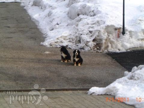 Guinness and Bently - Perro de Montana Barnés, Euro Puppy review from Austria