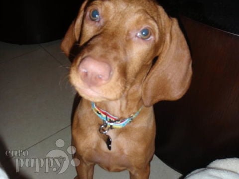 Lilly - Magyar Vizsla, Euro Puppy Referenzen aus United Arab Emirates