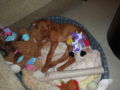 Lilly - Vizsla Húngaro, Euro Puppy review from United Arab Emirates