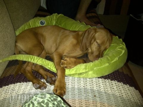 Lilly - Hungarian Vizsla, Euro Puppy review from United Arab Emirates