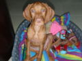 Lilly - Vizsla Húngaro, Euro Puppy review from United Arab Emirates