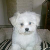 Twinkle - Maltese, Euro Puppy review from United Arab Emirates