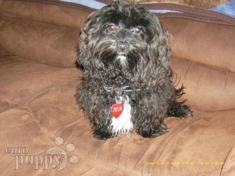 Zeus - Havanese, Euro Puppy review from Canada