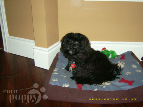 Zeus - Havanese, Euro Puppy review from Canada