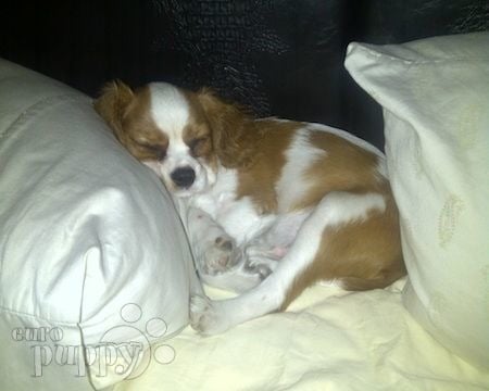 Alfie - Cavalier King Charles Spaniel, Euro Puppy review from United Arab Emirates