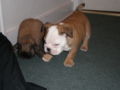 SCOUT - Mini Englishche Bulldog, Euro Puppy review from United States