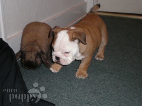 SCOUT - Mini Bulldog Inglés, Euro Puppy review from United States