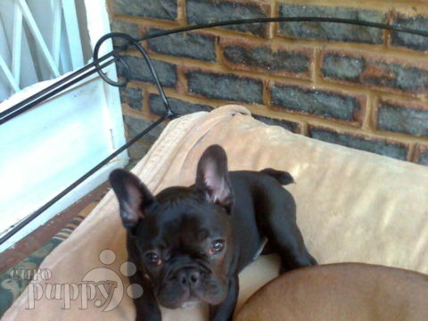 Yiorgos - French Bulldog, Euro Puppy review from South Africa