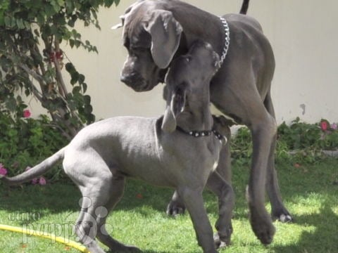 Kosmo - Great Dane, Euro Puppy review from United Arab Emirates