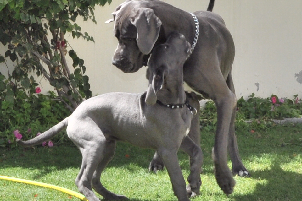 are great danes banned in kuwait
