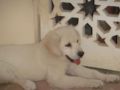 Bonnie - Golden Retriever, Euro Puppy review from Qatar