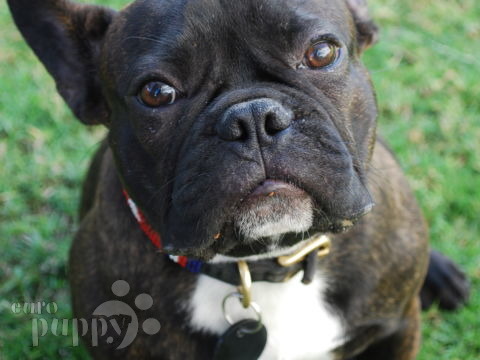 Newton - French Bulldog, Euro Puppy review from United Arab Emirates