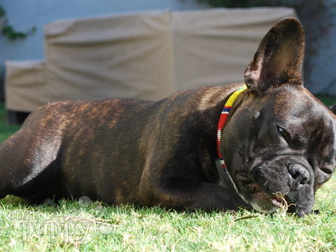 Newton - French Bulldog, Euro Puppy review from United Arab Emirates