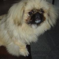 Tamsin - Pekinese, Euro Puppy Referenzen aus Spain