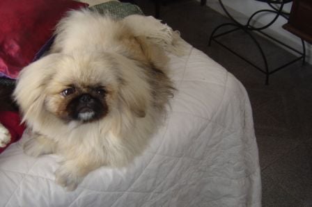 Tamsin - Pekinese, Euro Puppy review from Spain