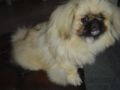 Tamsin - Pekingese, Euro Puppy review from Spain