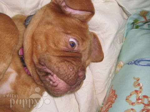 Sonja - Dogue de Bordeaux, Euro Puppy review from United States