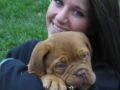 Sonja - Dogue de Bordeaux, Euro Puppy review from United States