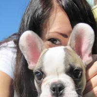 Dexter - French Bulldog, Euro Puppy review from Italy